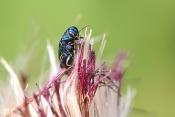 Agrilus cyanescens 6-2021 7884